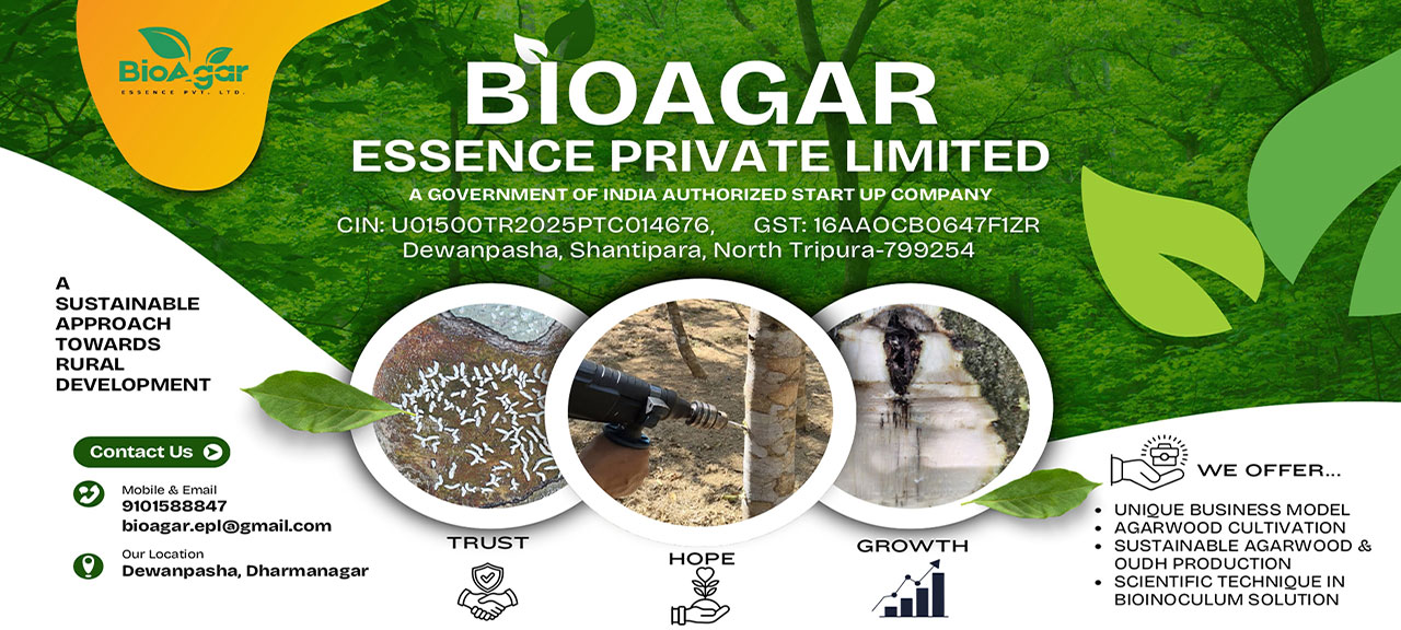 Golden sunflower field - organic agro harvest